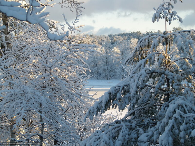 Snow-covered forest landscape