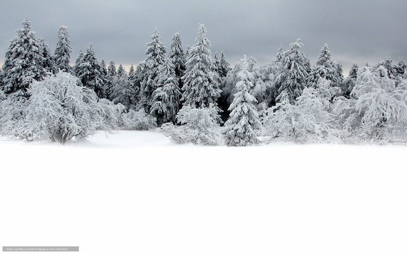 snow-covered forest landscape