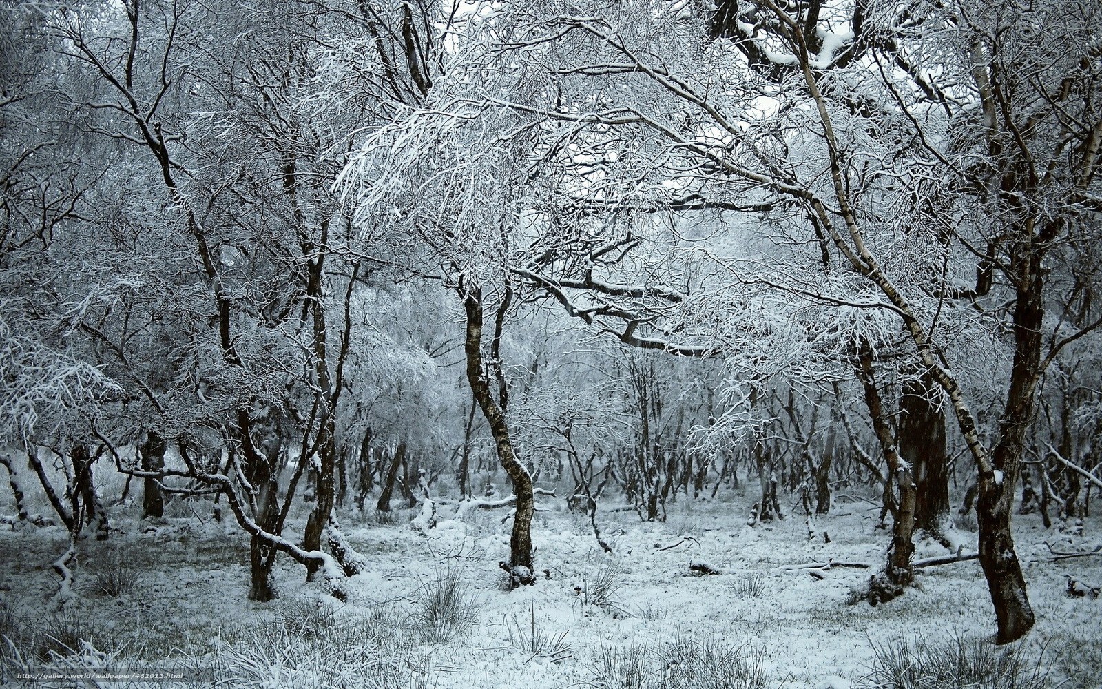 Snow-covered forest landscape