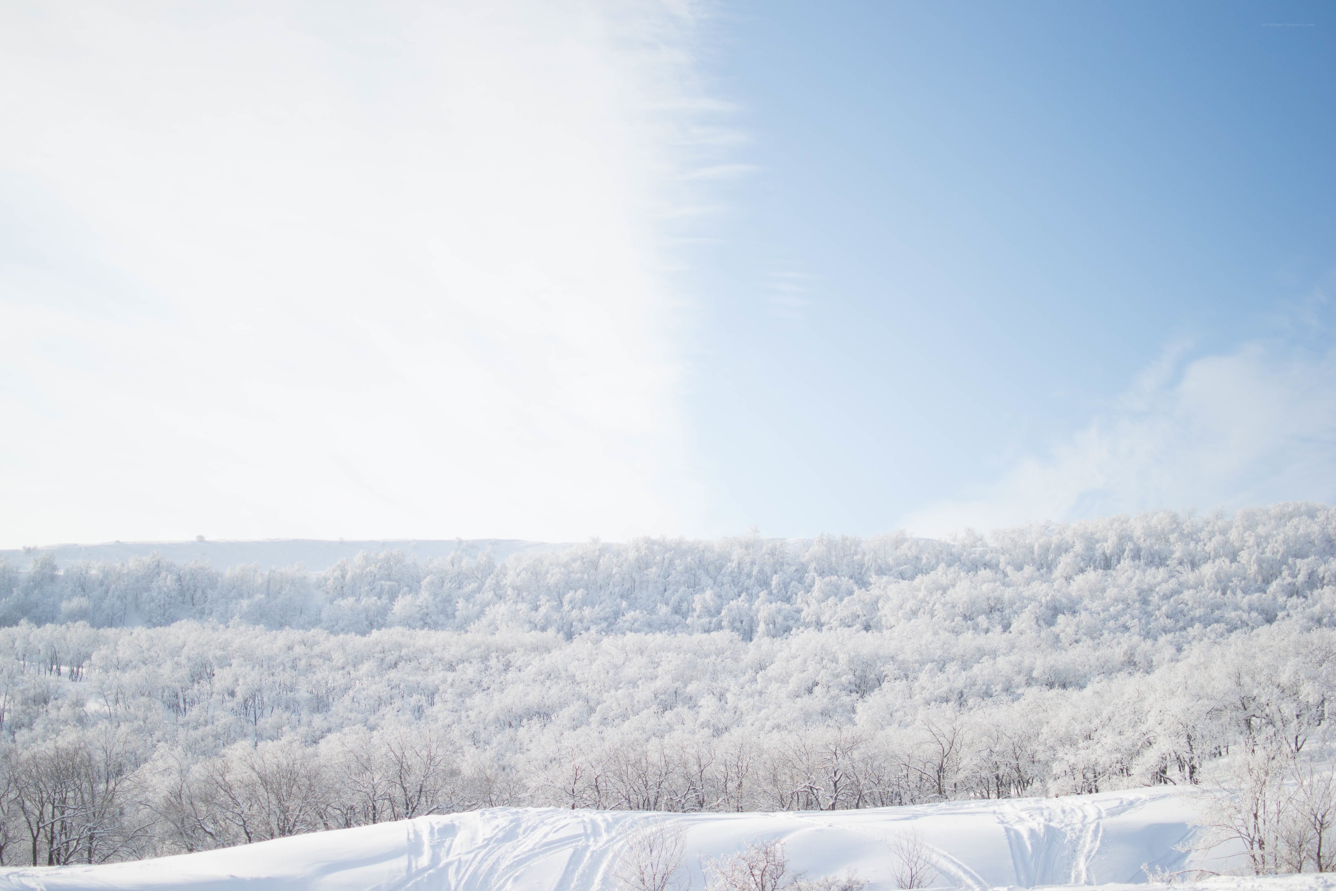 Snow-covered forest landscape