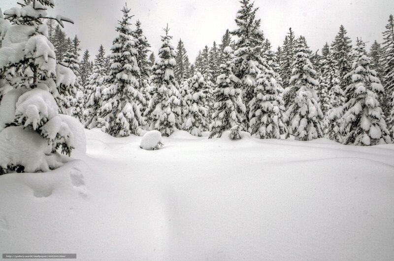 Snow-covered forest landscape