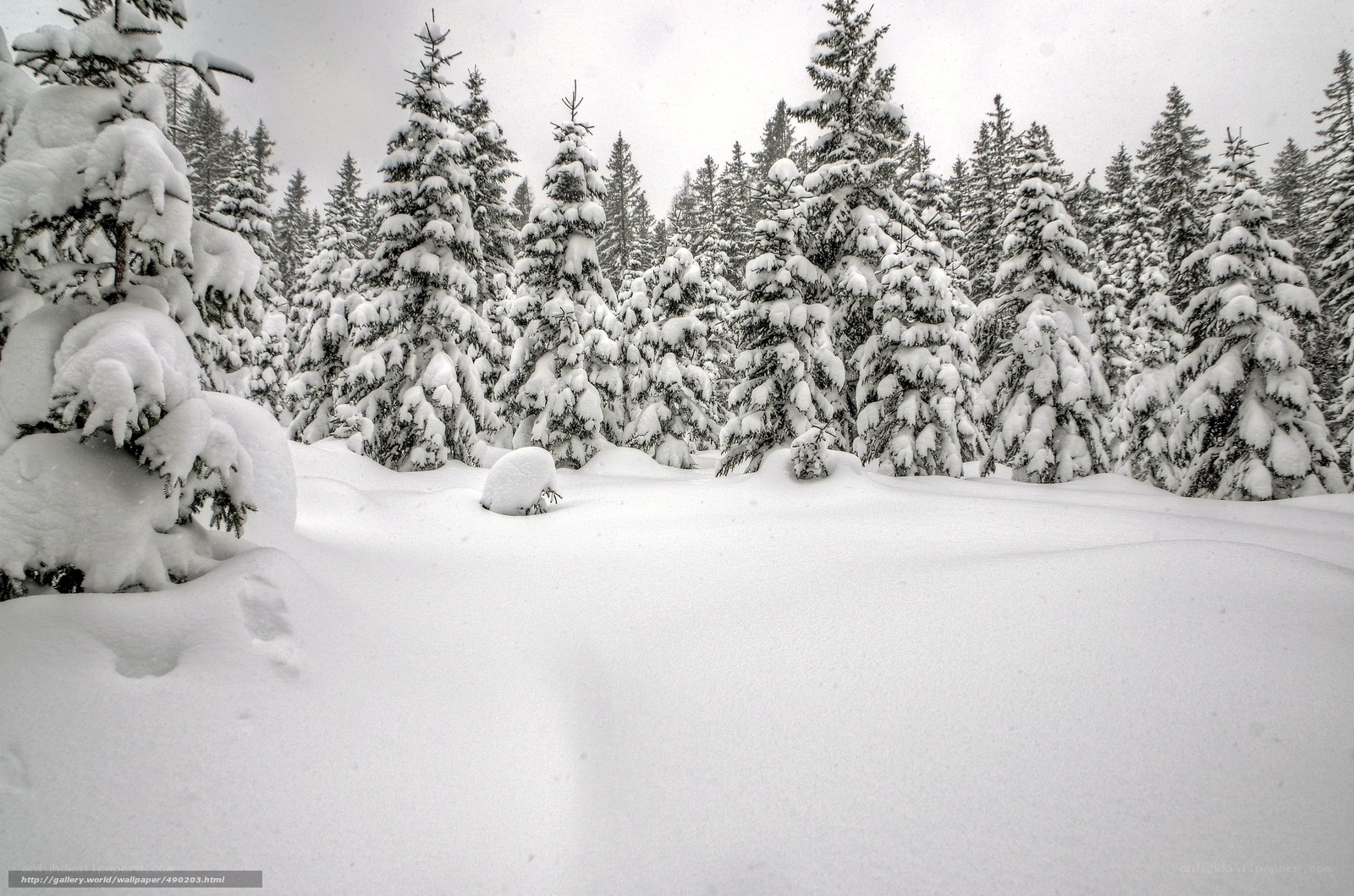 Snow-covered forest landscape