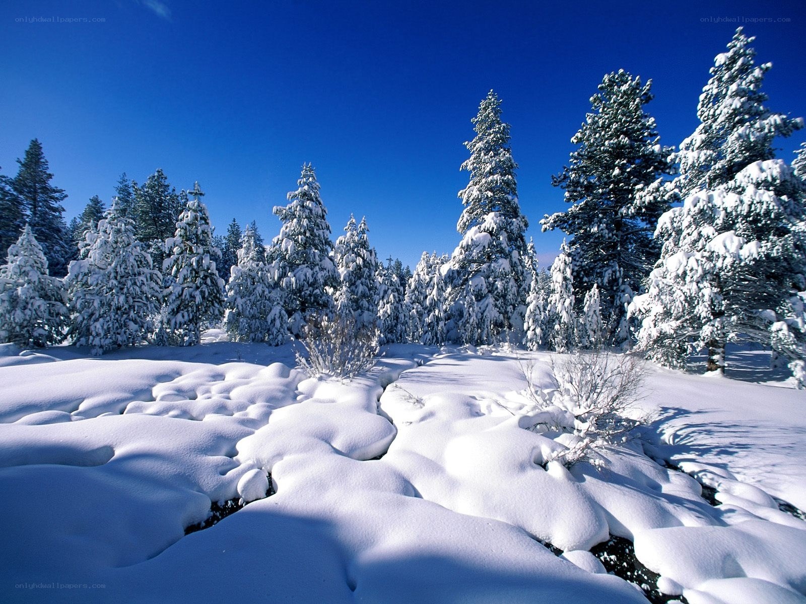 Snow-covered forest landscape