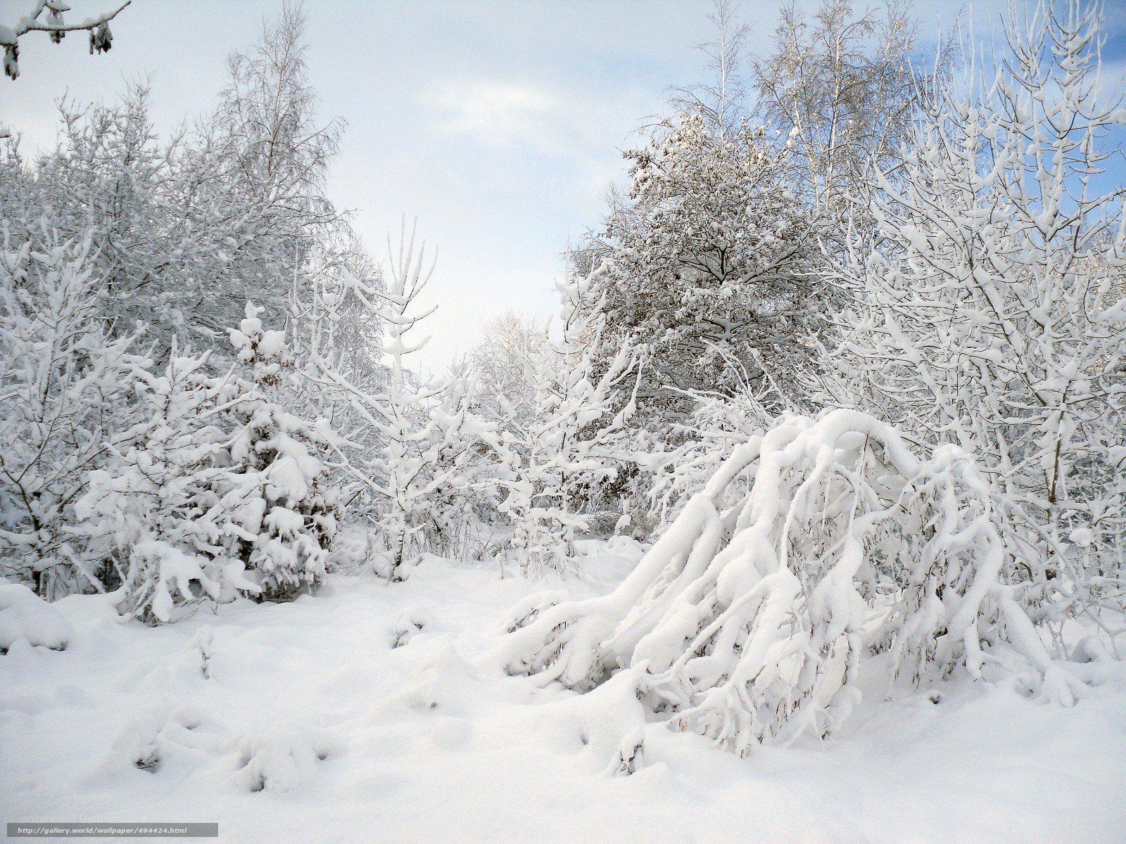 Snow-covered forest landscape