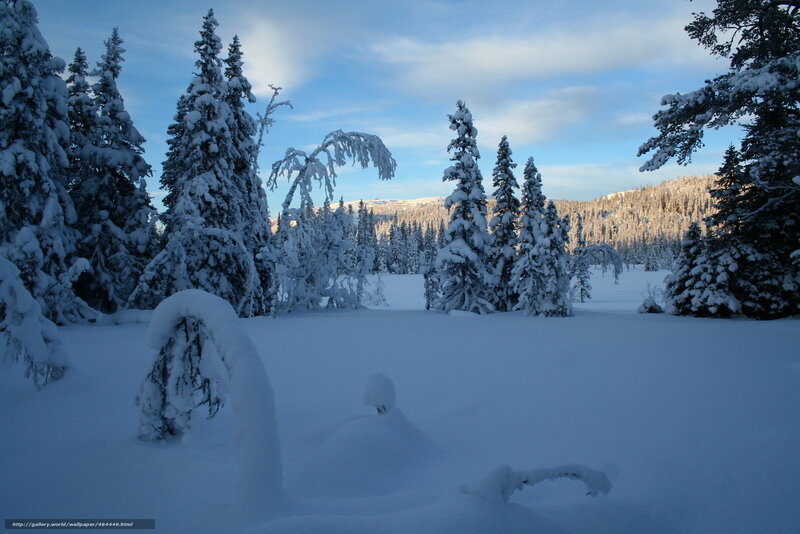 Snow-covered forest landscape