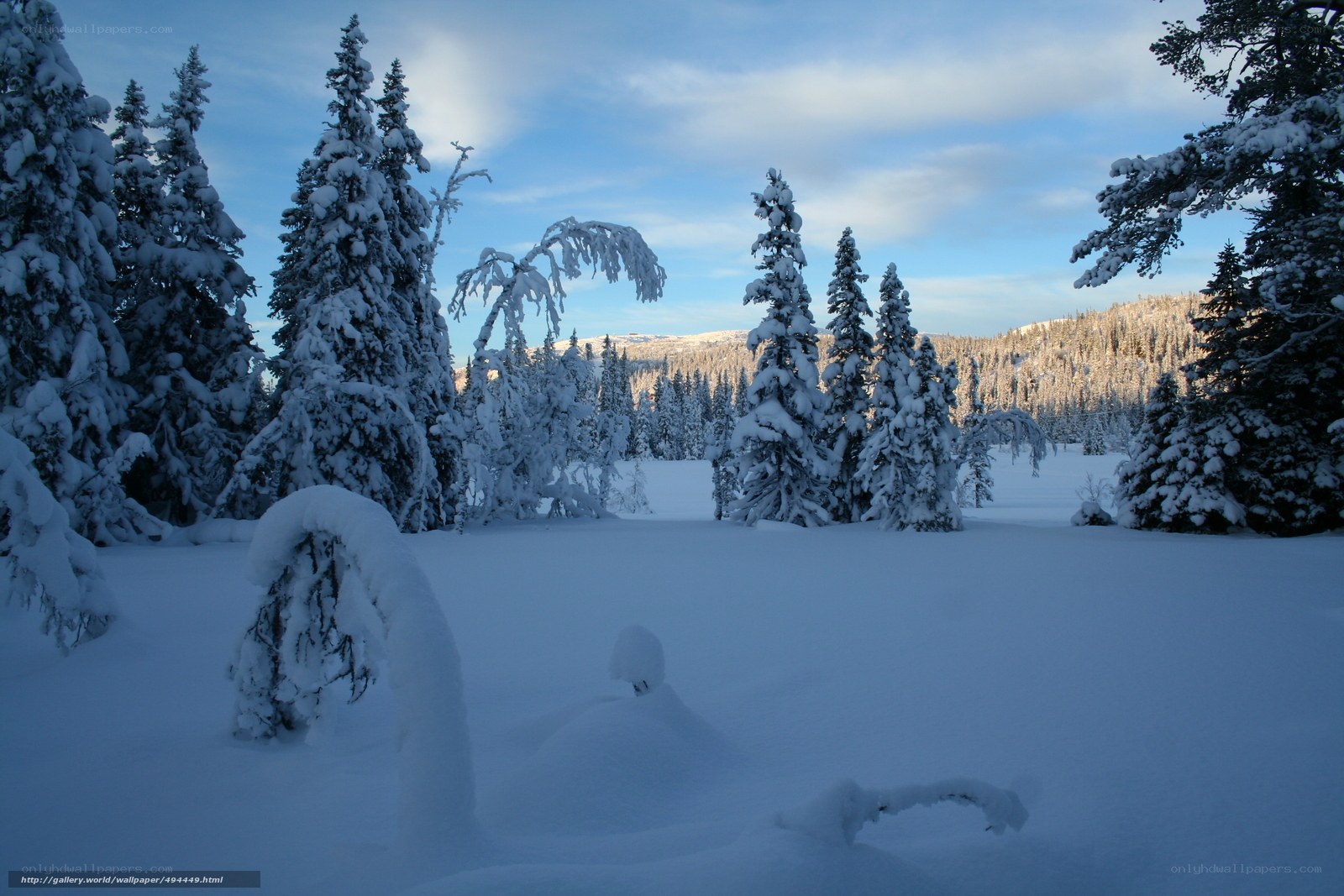 Snow-covered forest landscape