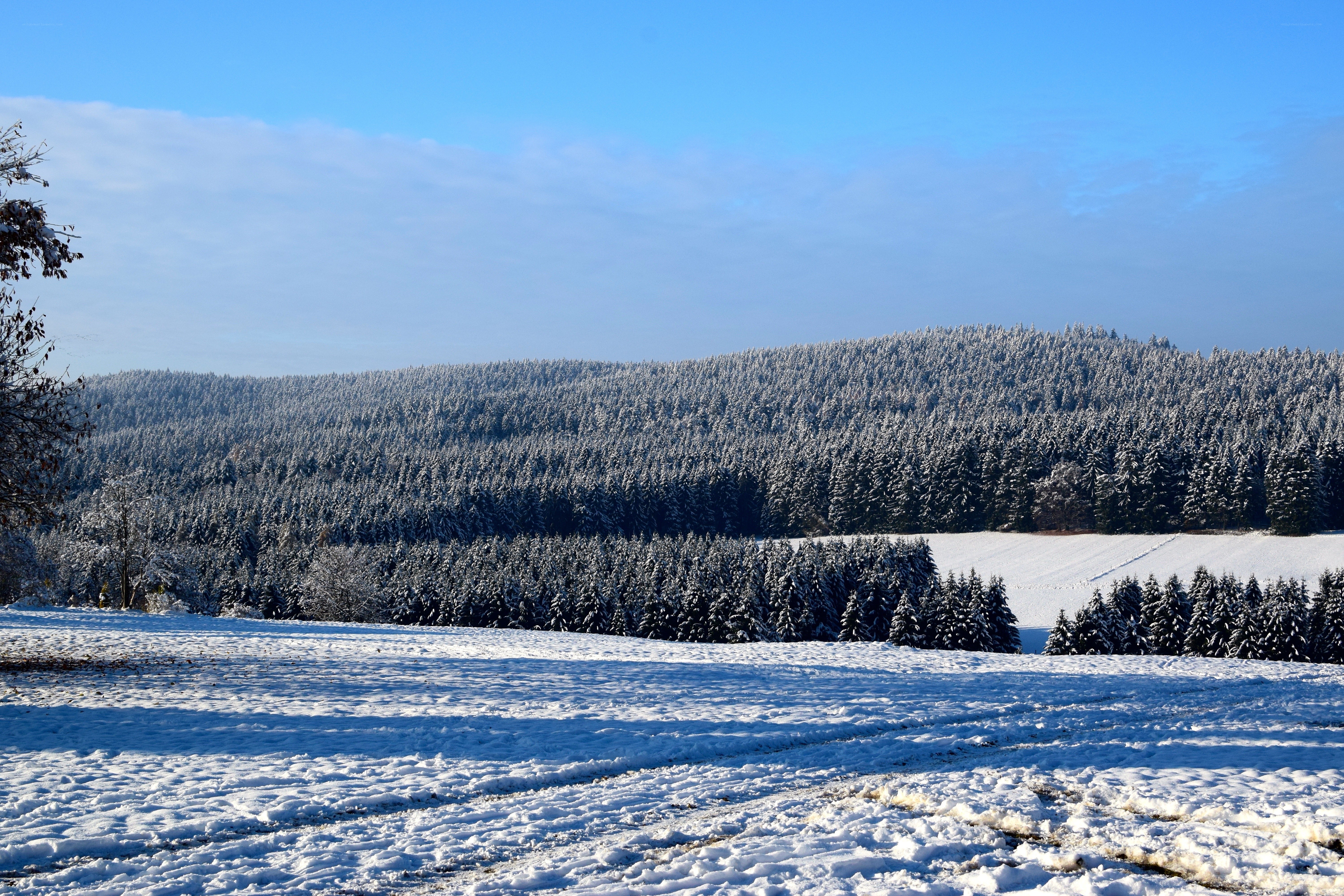 Snow-covered forest landscape