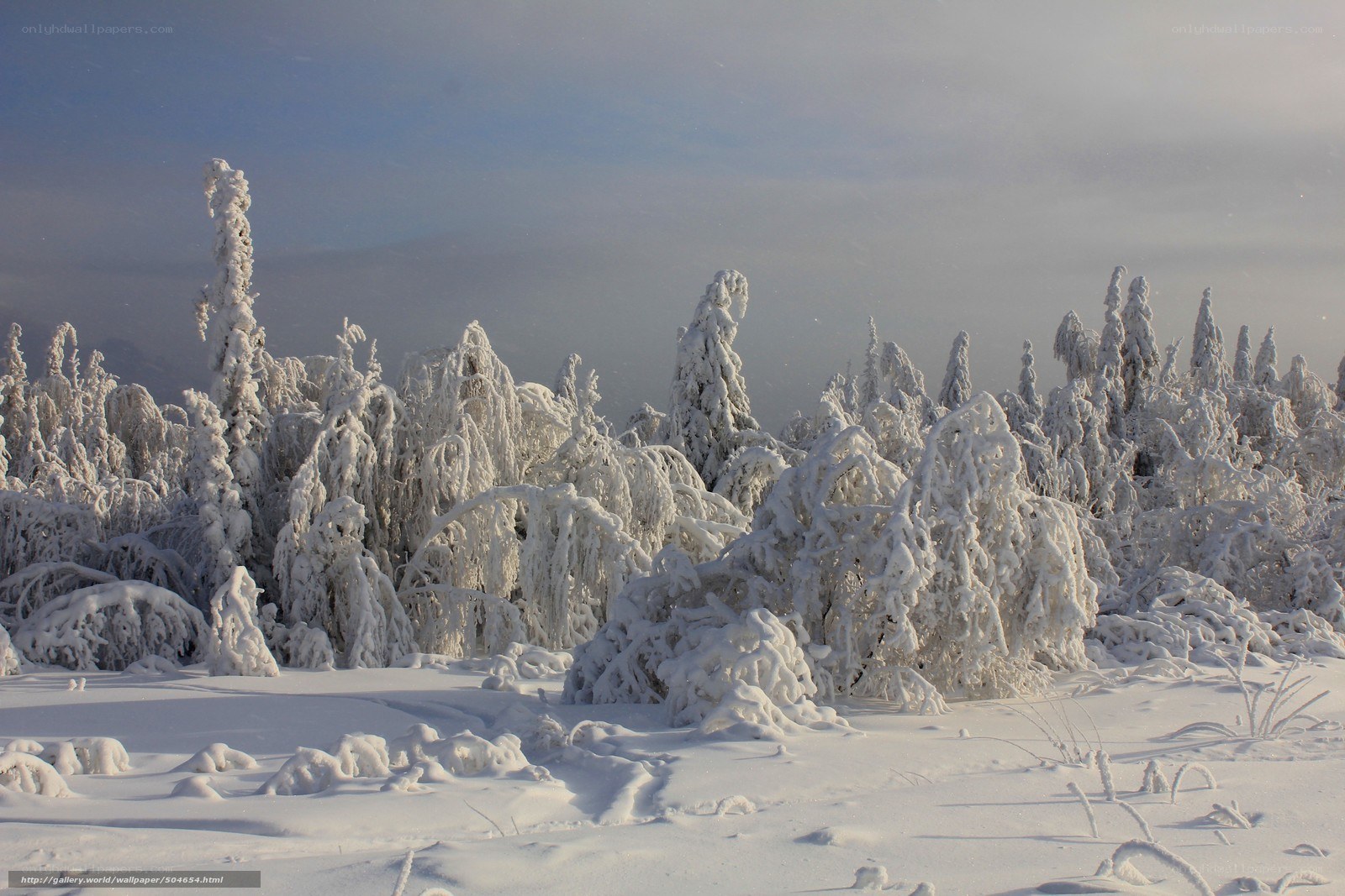 Snow-covered forest landscape