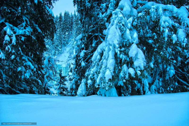 snow-covered forest landscape
