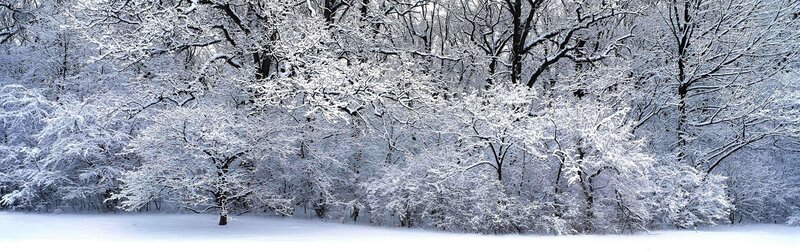 Snow-covered forest landscape