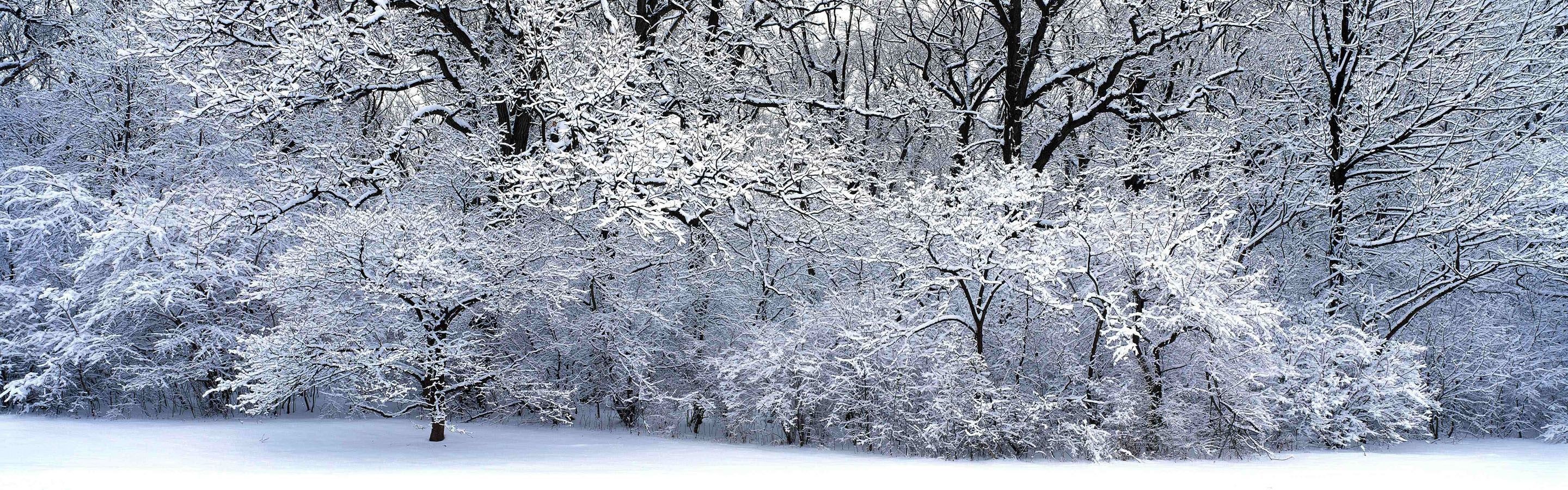 Snow-covered forest landscape