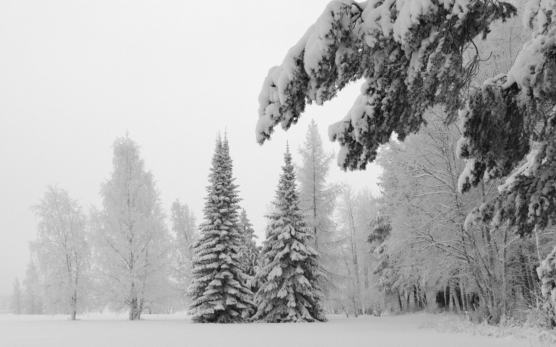 Snow-covered forest landscape