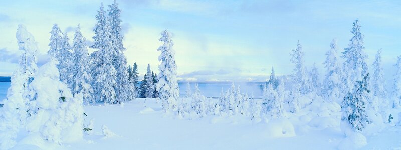 snow-covered forest landscape