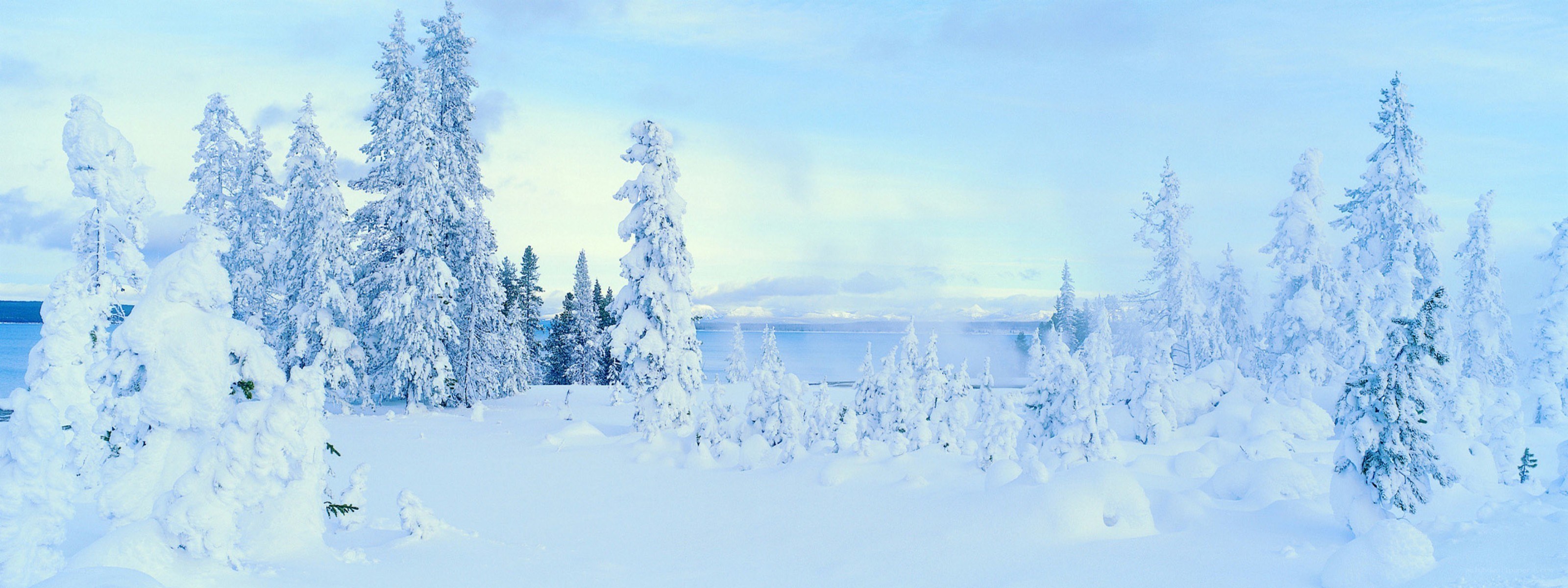 snow-covered forest landscape