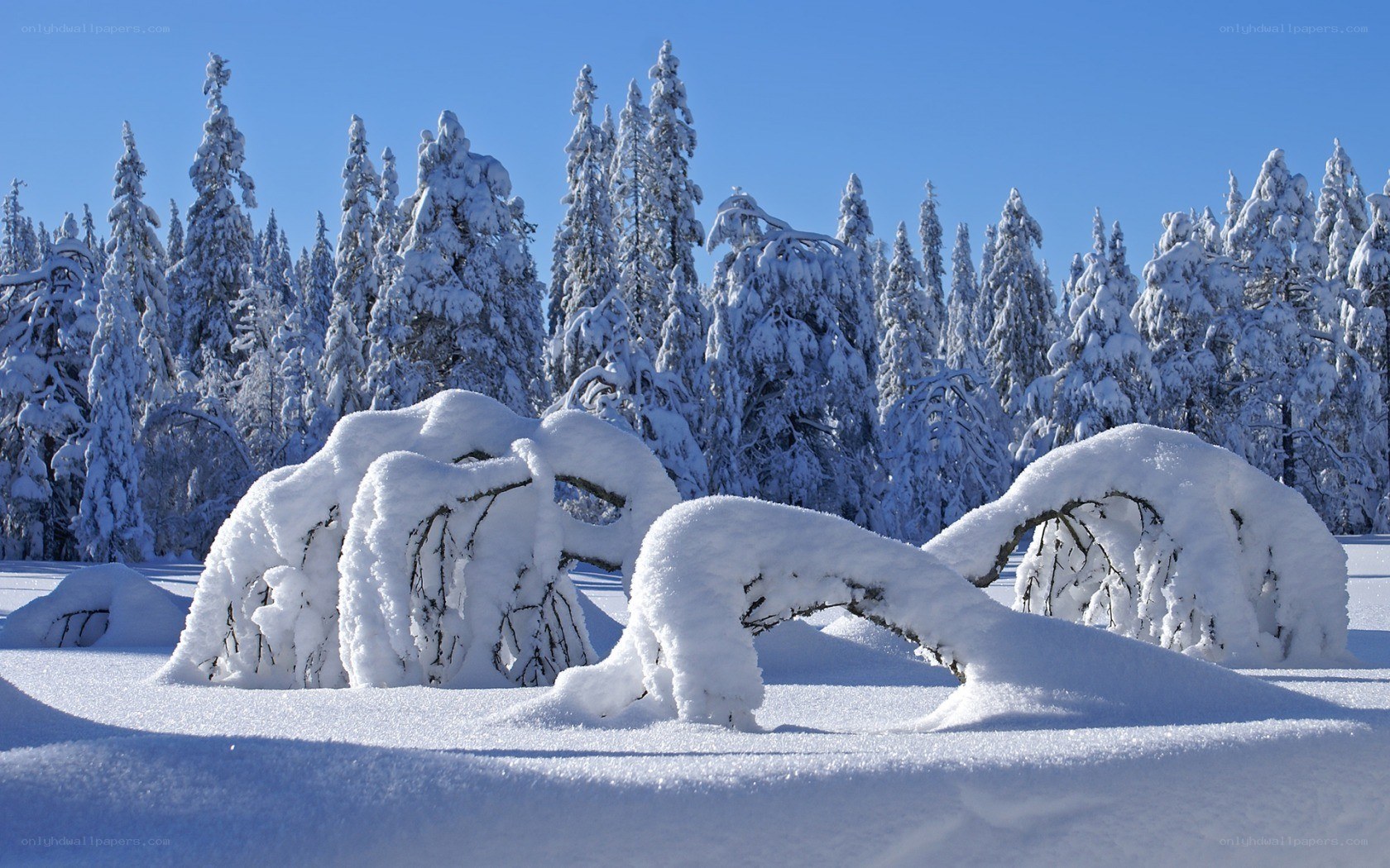 Snow-covered forest landscape