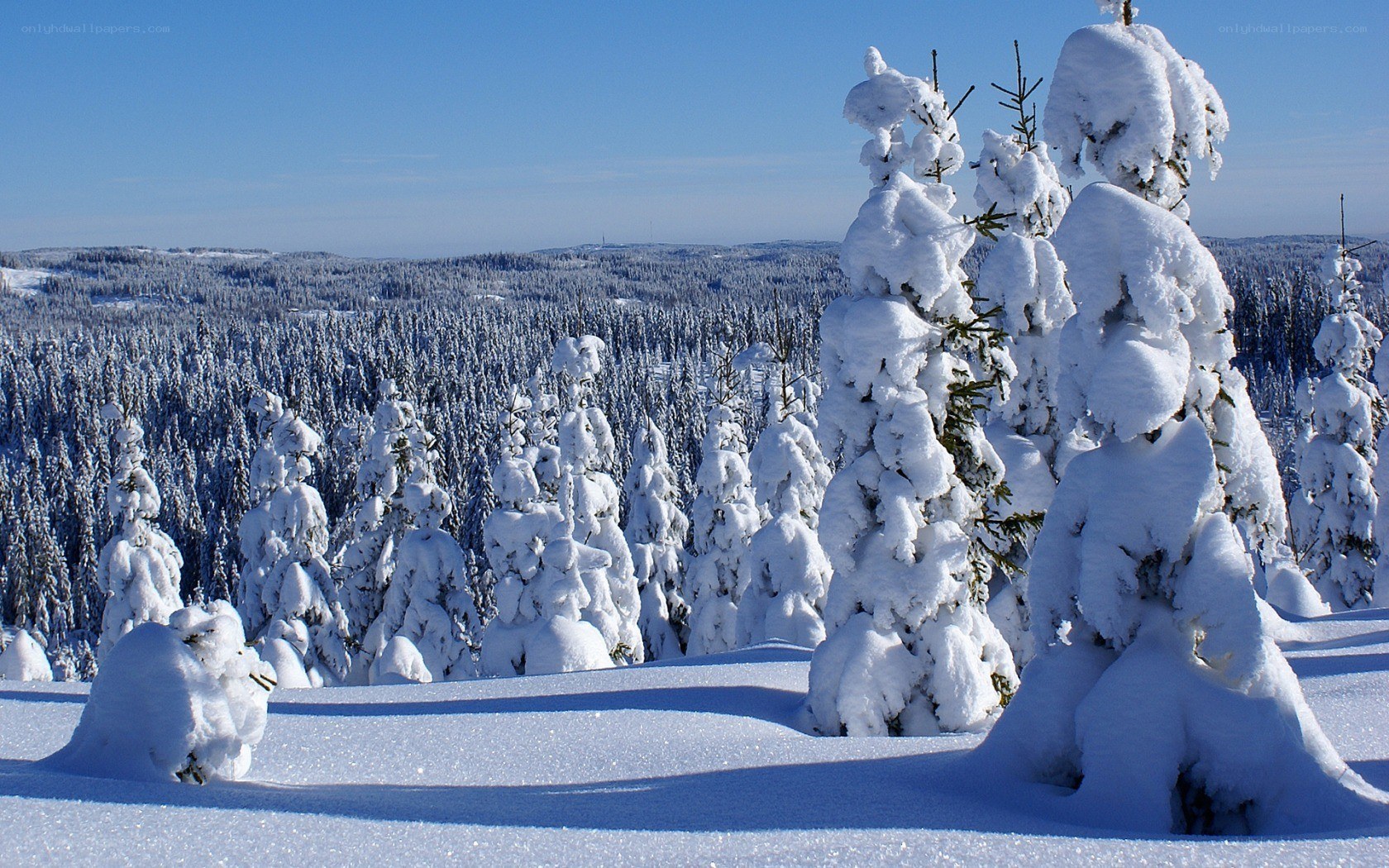 Snow-covered forest landscape