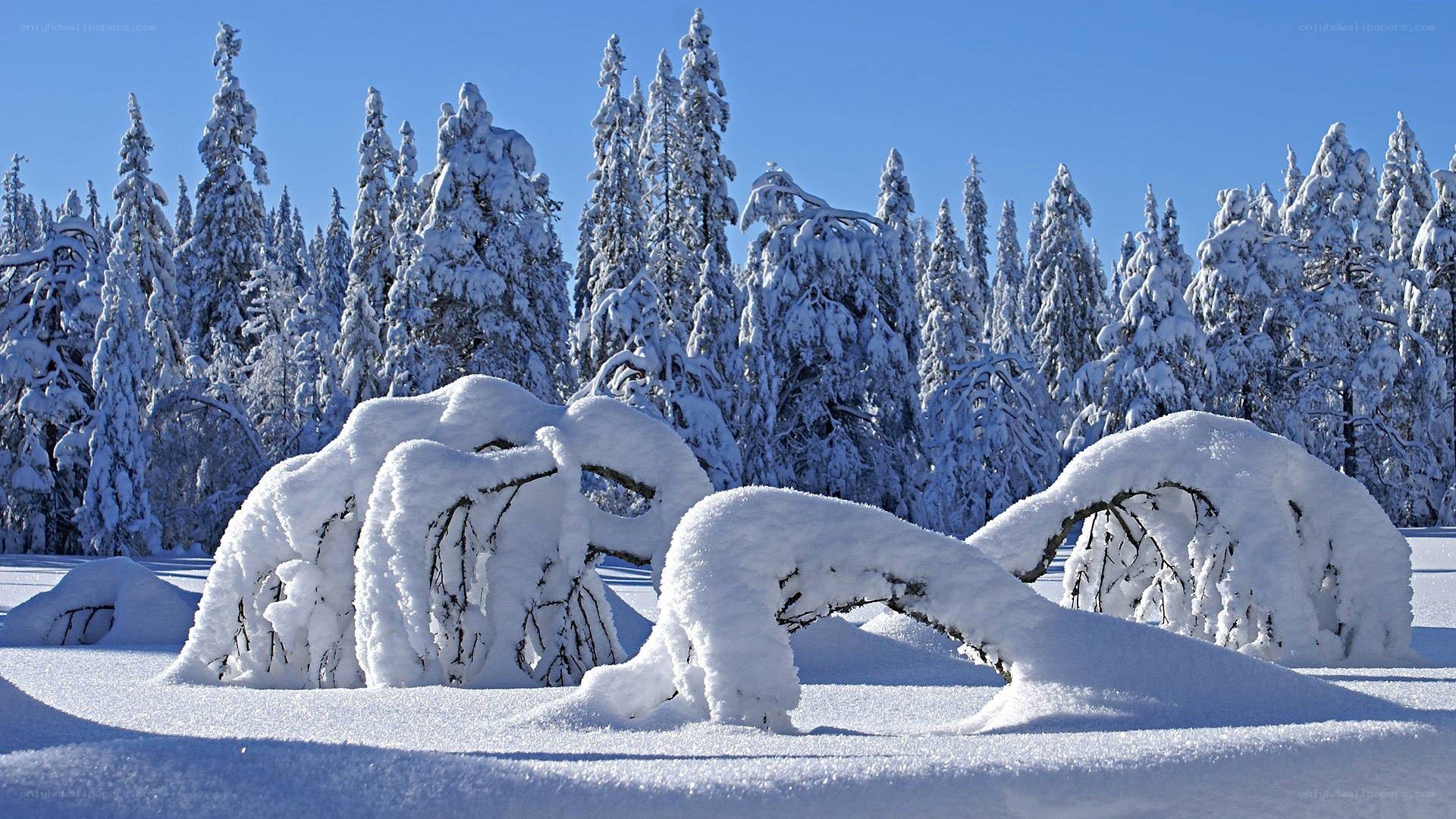 Snow-covered forest landscape