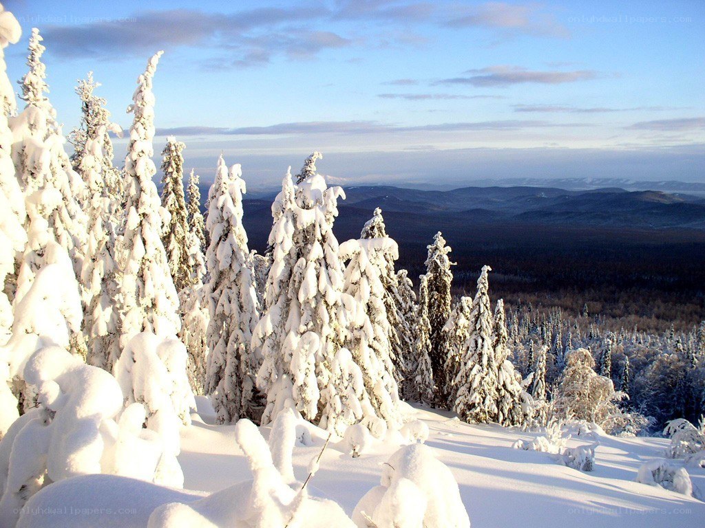 Snow-covered forest landscape