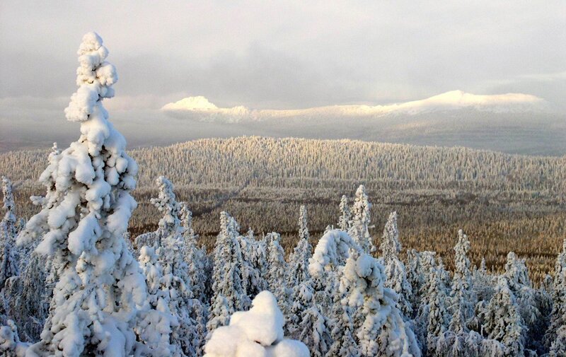 snow-covered forest landscape