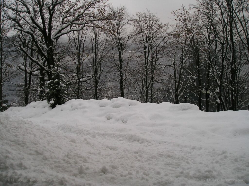 snow-covered forest landscape