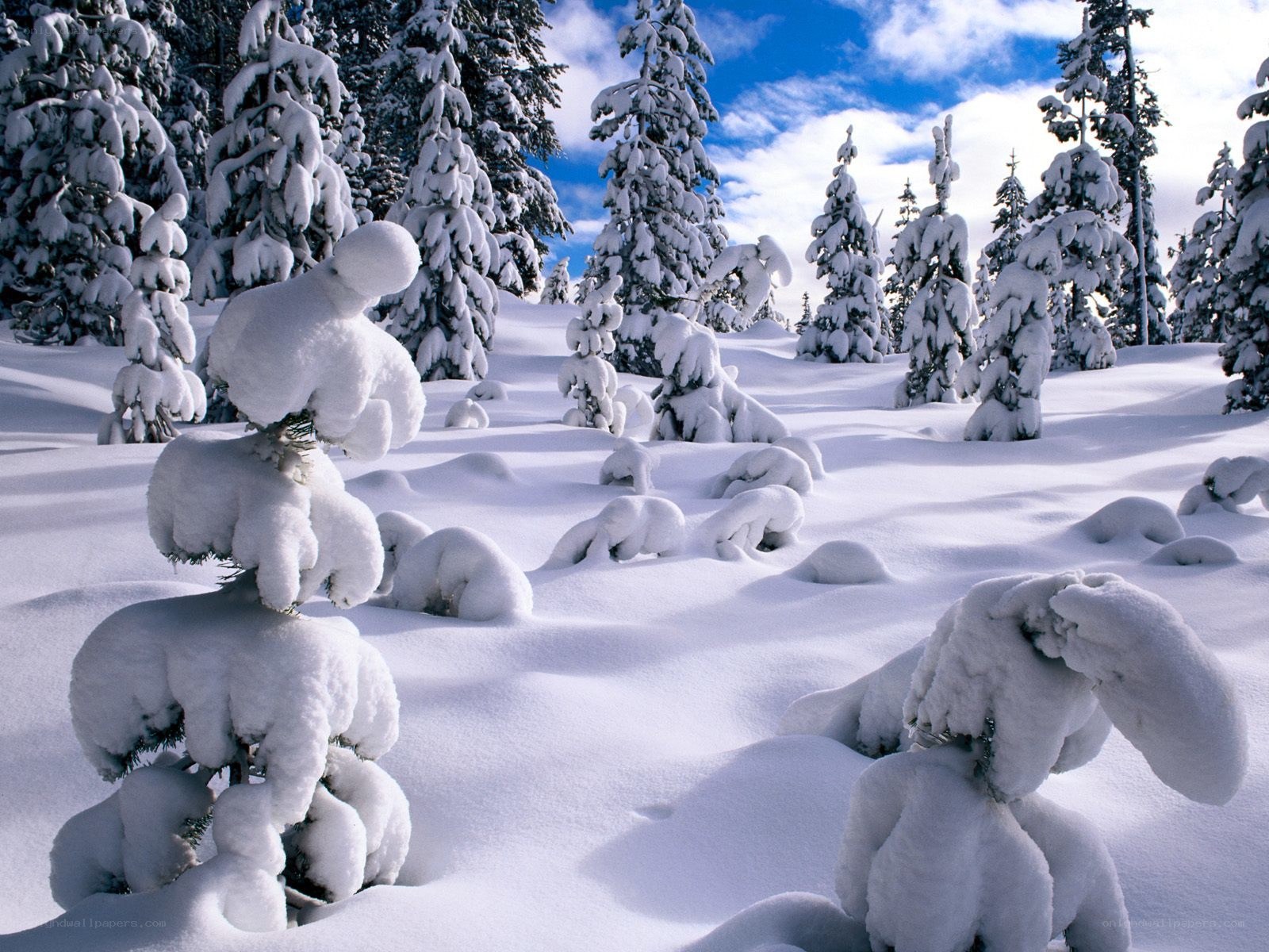 Snow-covered forest landscape
