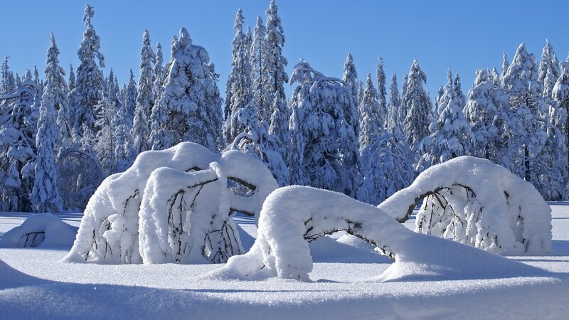 Snow-covered forest landscape