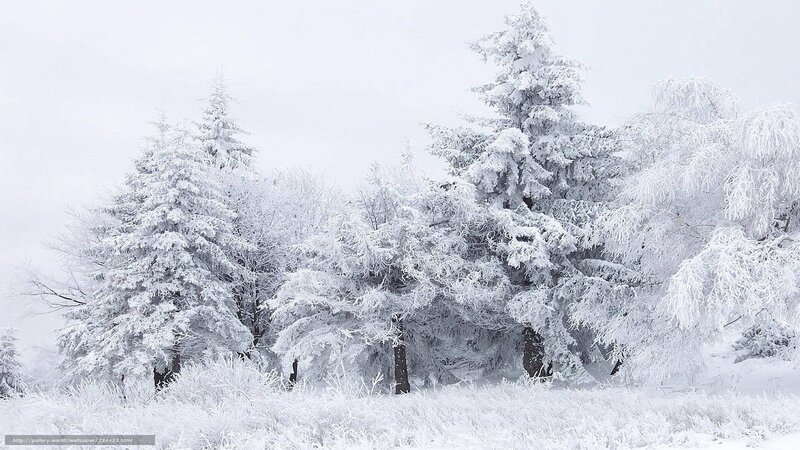Snow-covered forest landscape