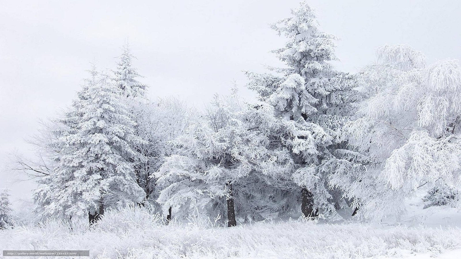 Snow-covered forest landscape