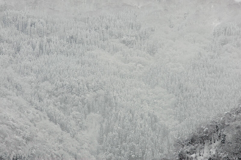 snow-covered forest landscape
