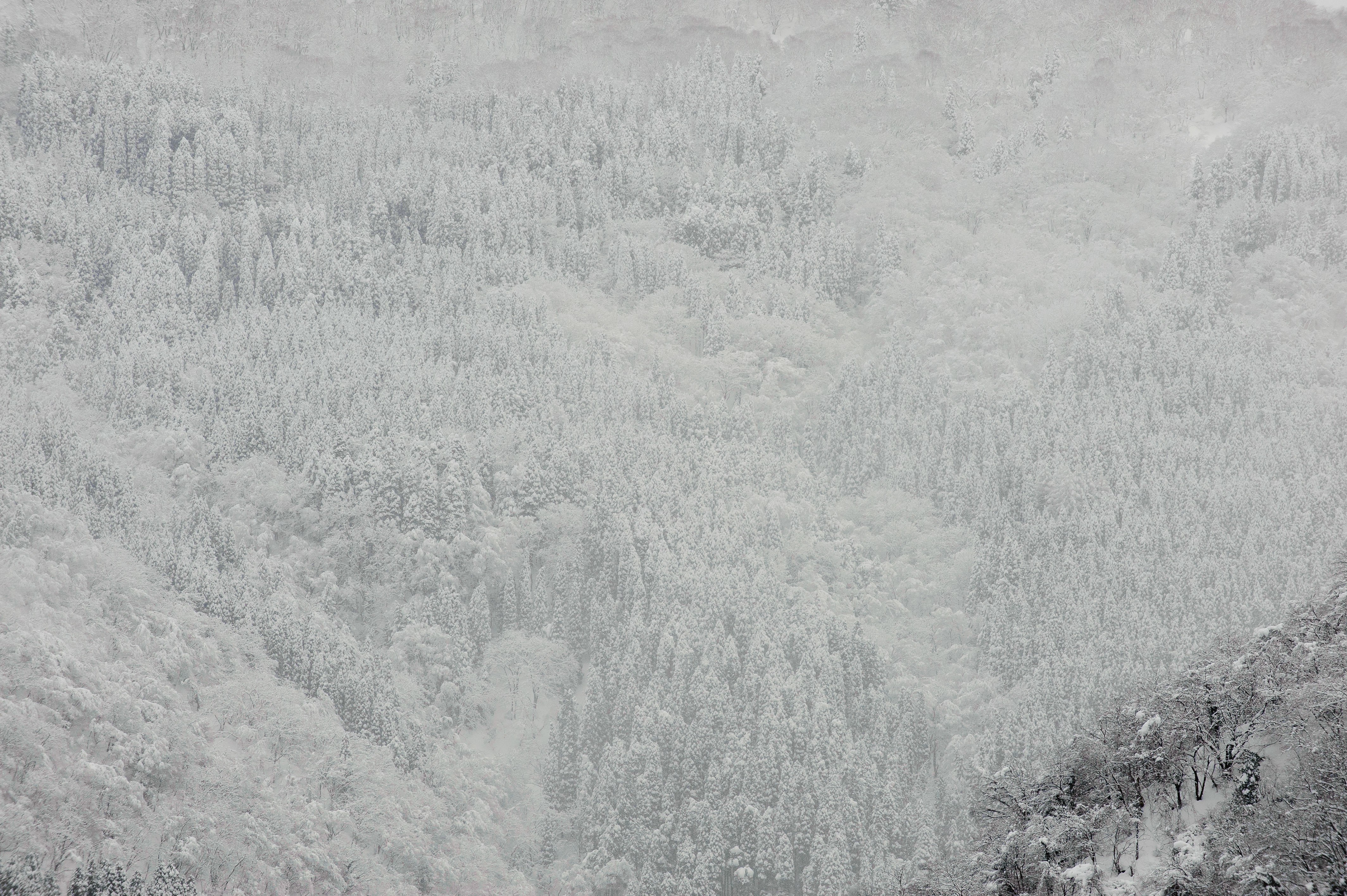 snow-covered forest landscape