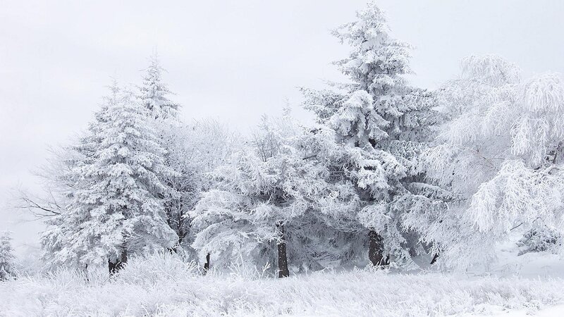 snow-covered forest landscape