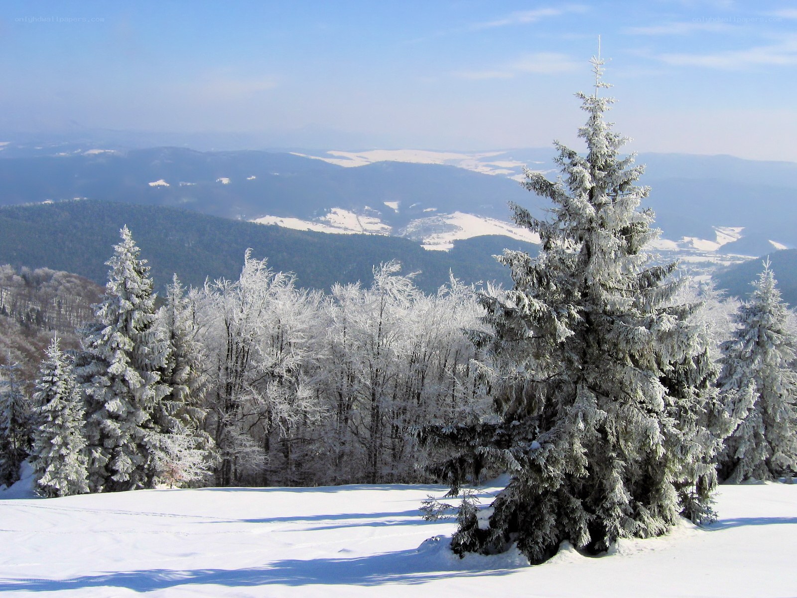Snow-covered forest landscape