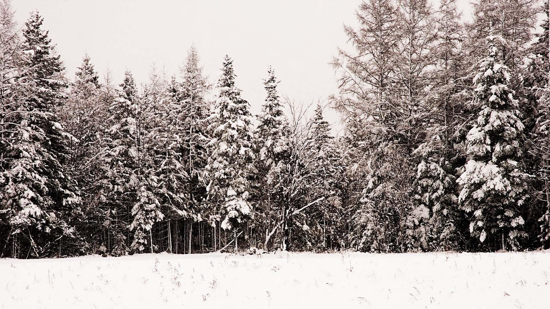 snow-covered forest landscape