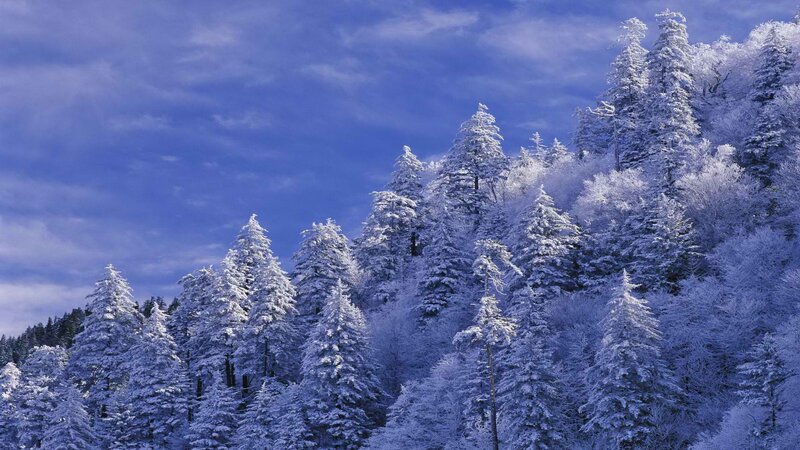 snow-covered forest landscape