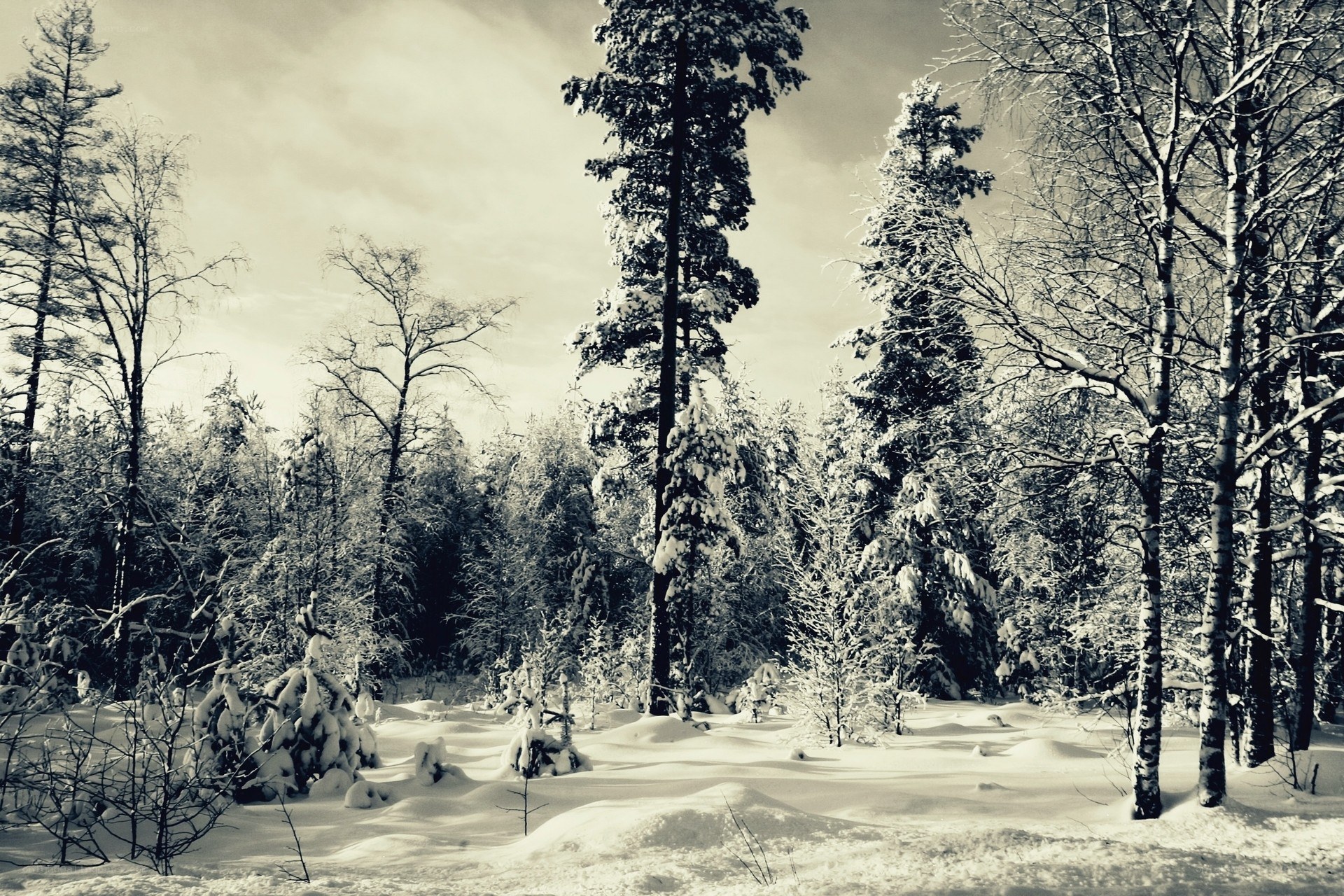 snow-covered forest landscape