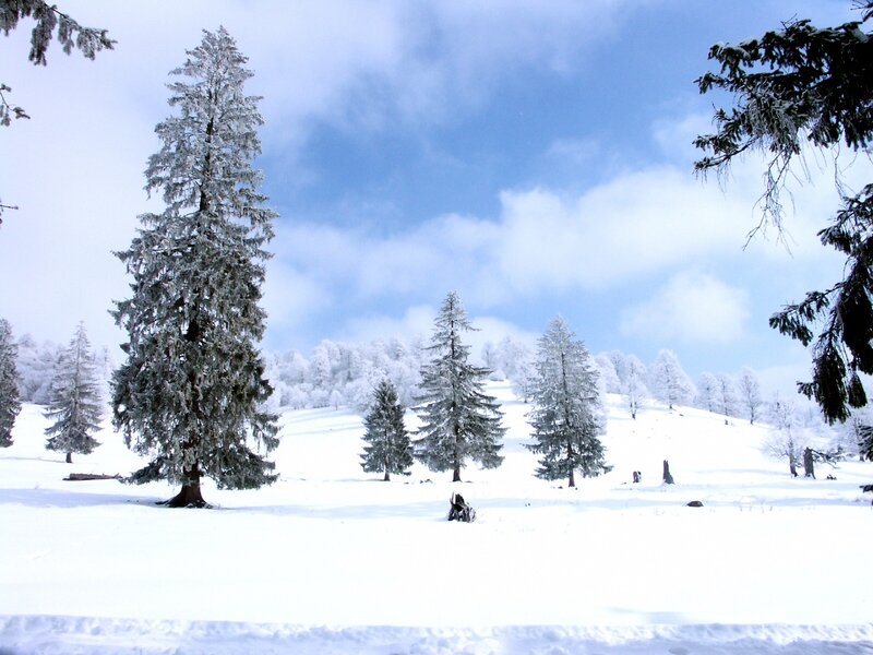 Snow-covered forest landscape