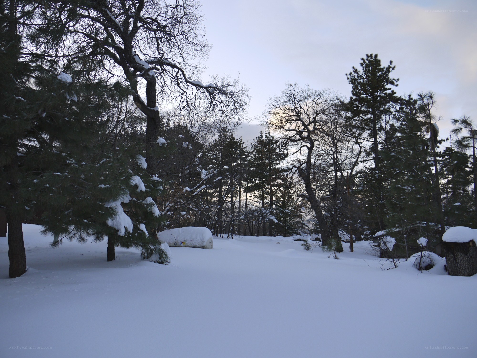snow-covered forest landscape