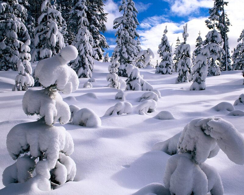 Snow-covered forest landscape