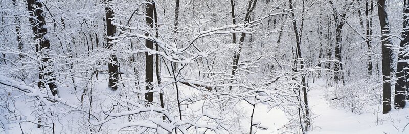 snow-covered forest landscape