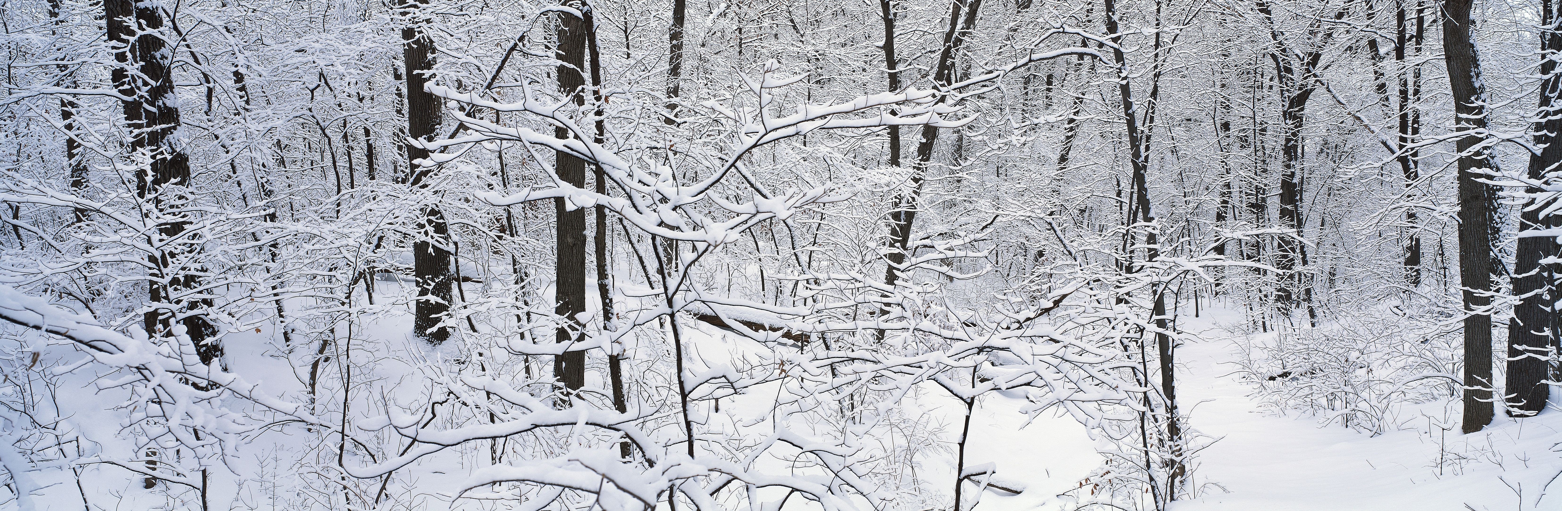 snow-covered forest landscape