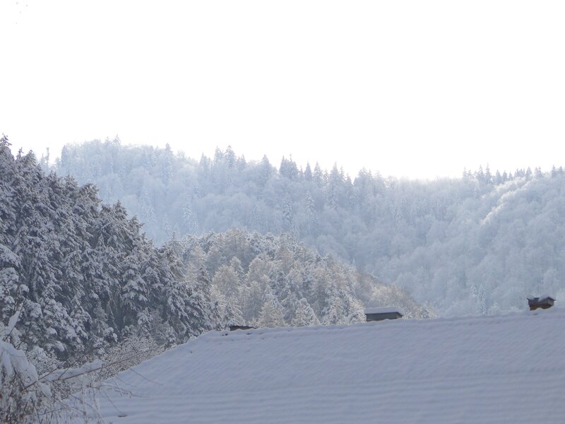 snow-covered forest landscape