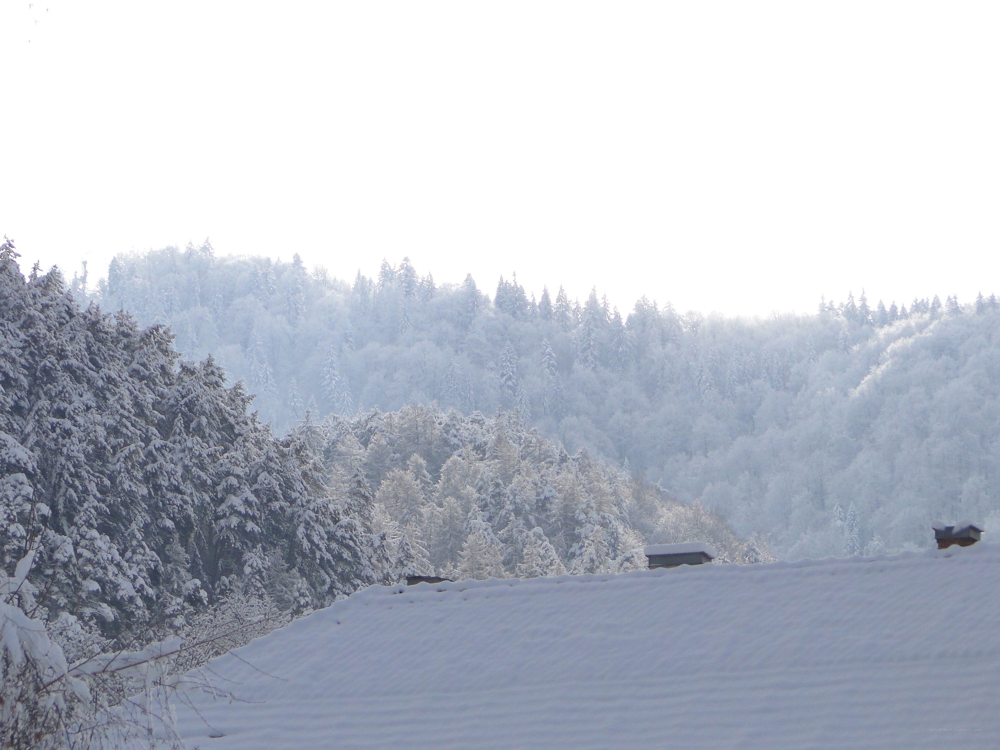 snow-covered forest landscape