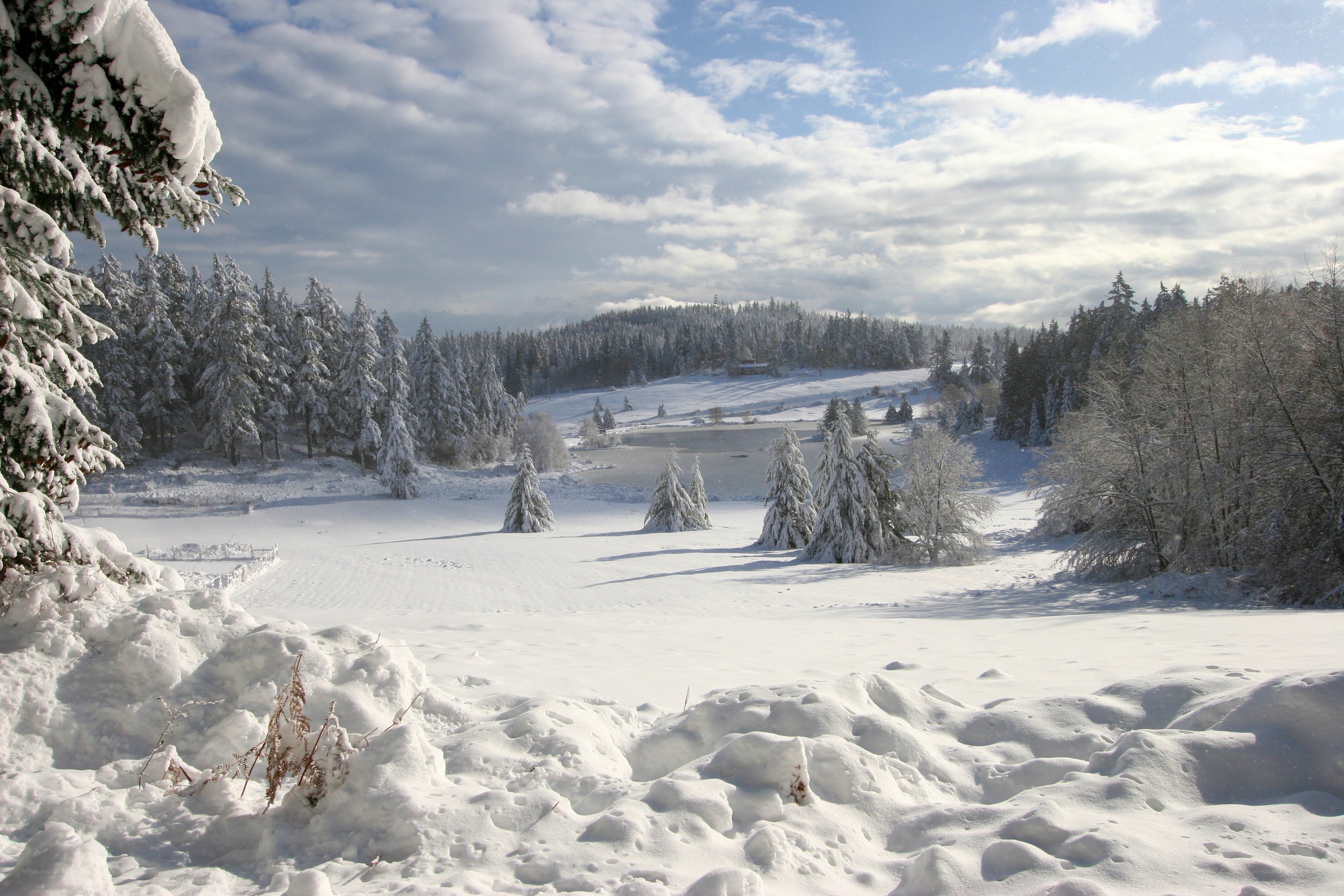 Snow-covered forest landscape