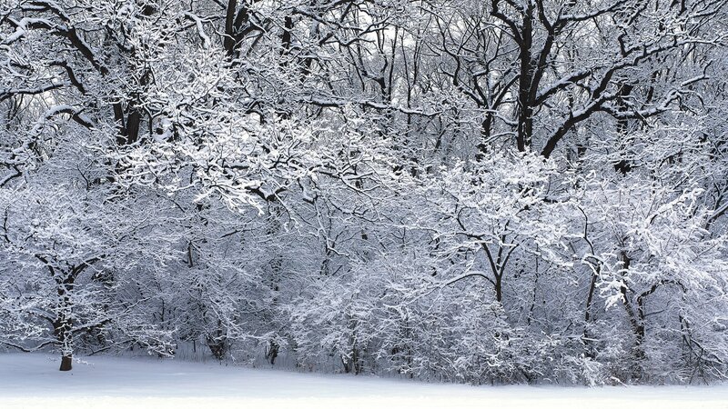 snow-covered forest landscape