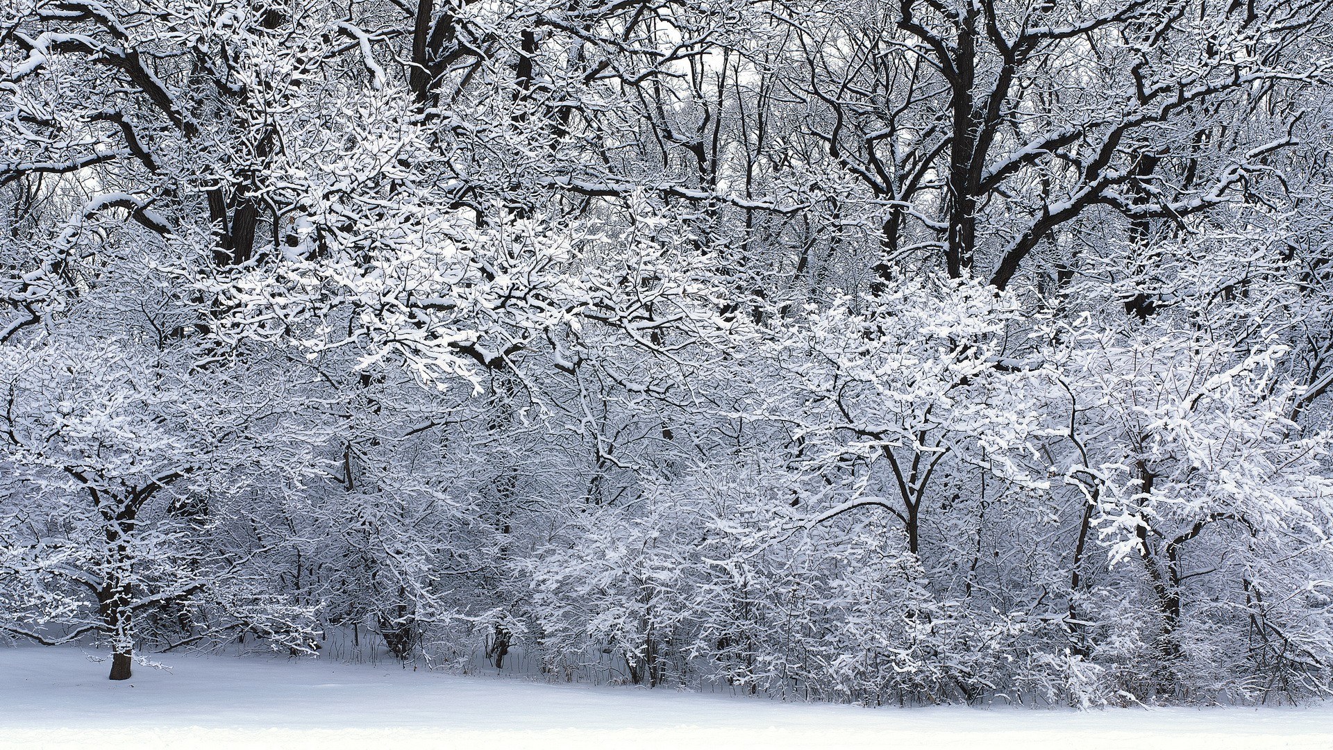 snow-covered forest landscape