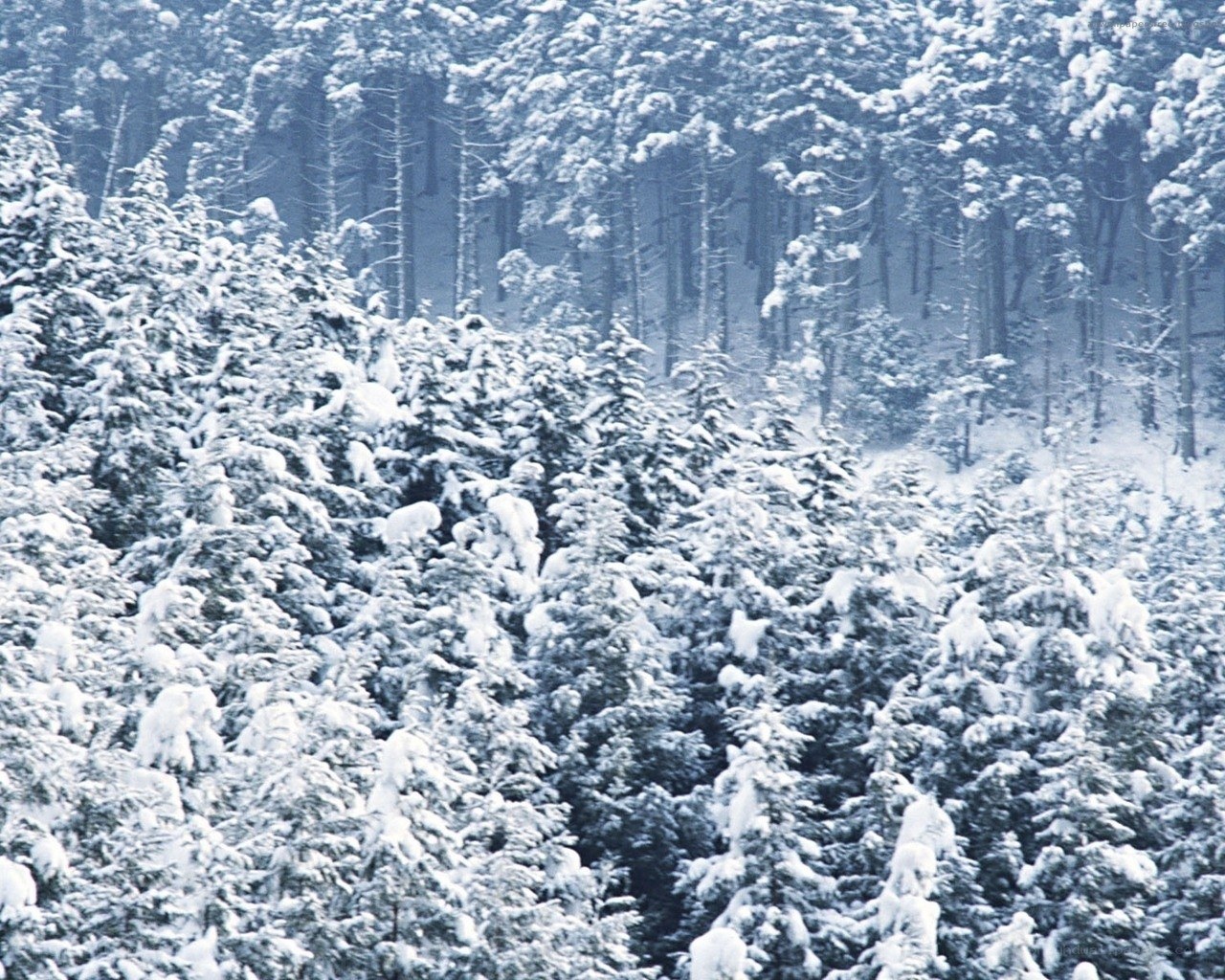 snow-covered forest landscape