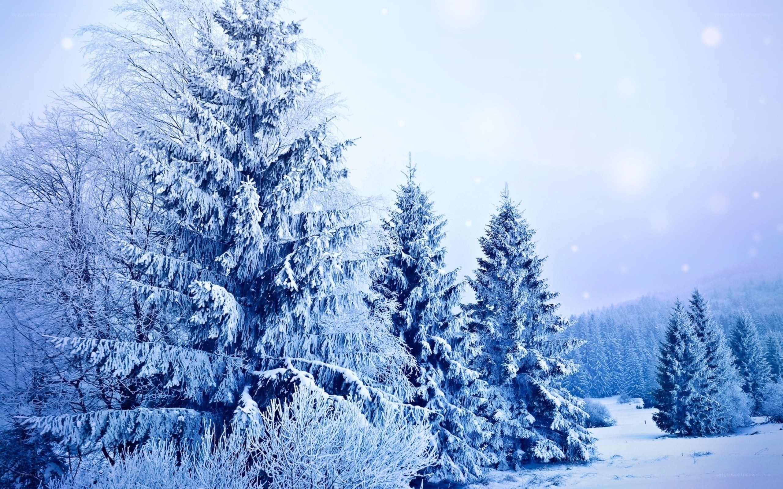 snow-covered forest landscape