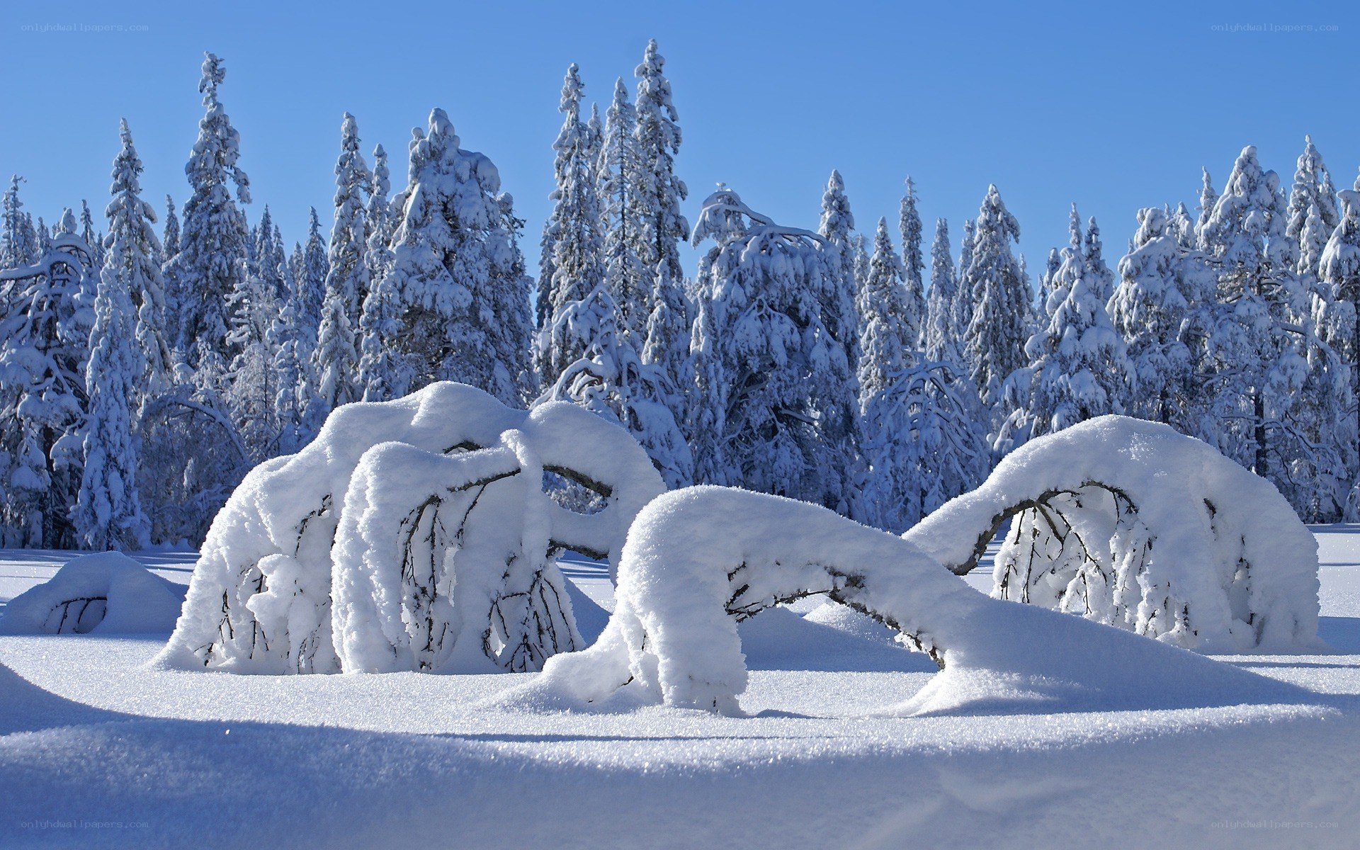 Snow-covered forest landscape