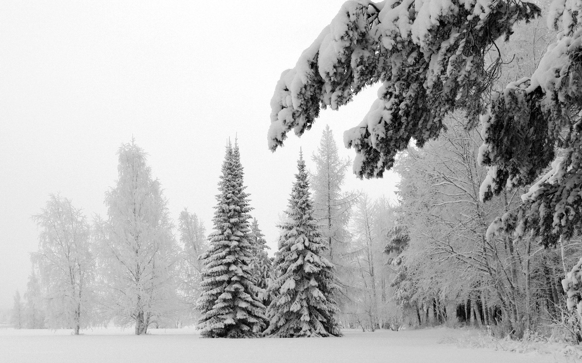 Snow-covered forest landscape