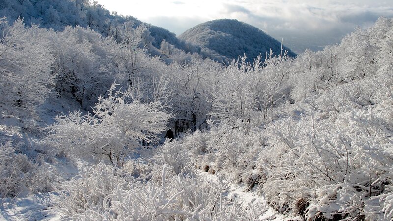 Snow-covered forest landscape